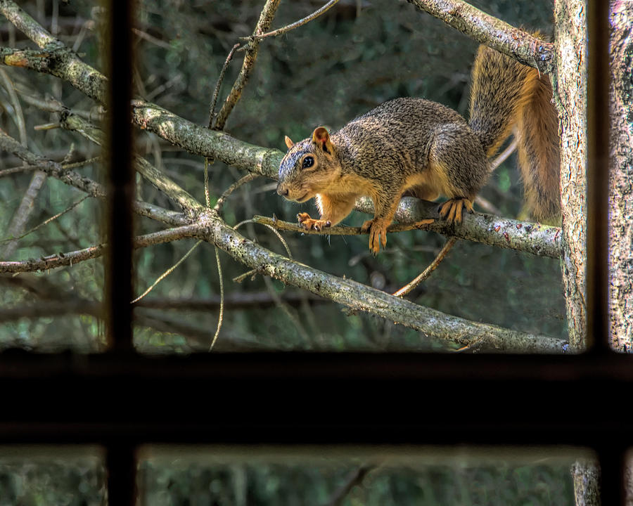 Inside Out - Outside In - Fox Squirrel Photograph by Mitch Spence