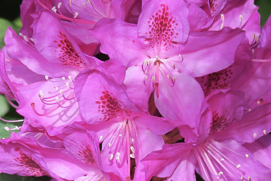 Inside Rhododendron #2 Photograph by Shirley Heyn