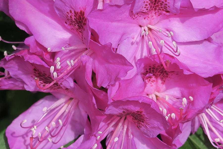 Inside Rhododendron #3 Photograph by Shirley Heyn