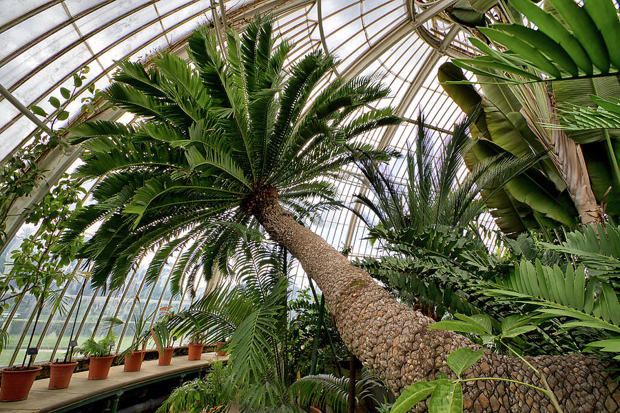 Inside Temperate House Photograph by Shirley Mitchell - Fine Art America