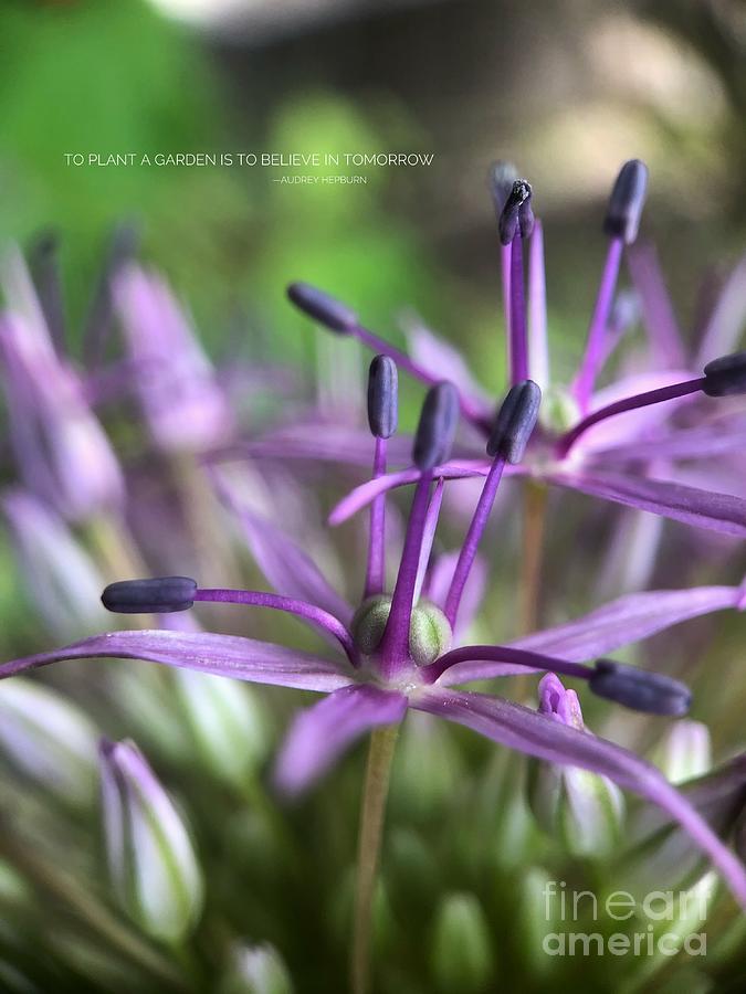 Inside the Allium Photograph by Diana Rajala