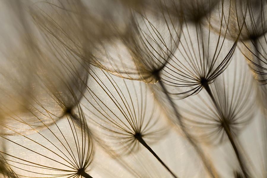 Inside the dandelion Photograph by Seraficus