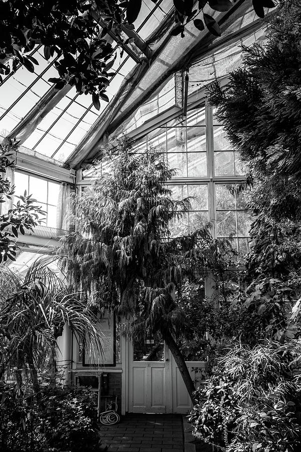 Black And White Photograph - Inside The Greenhouse by Nicklas Gustafsson