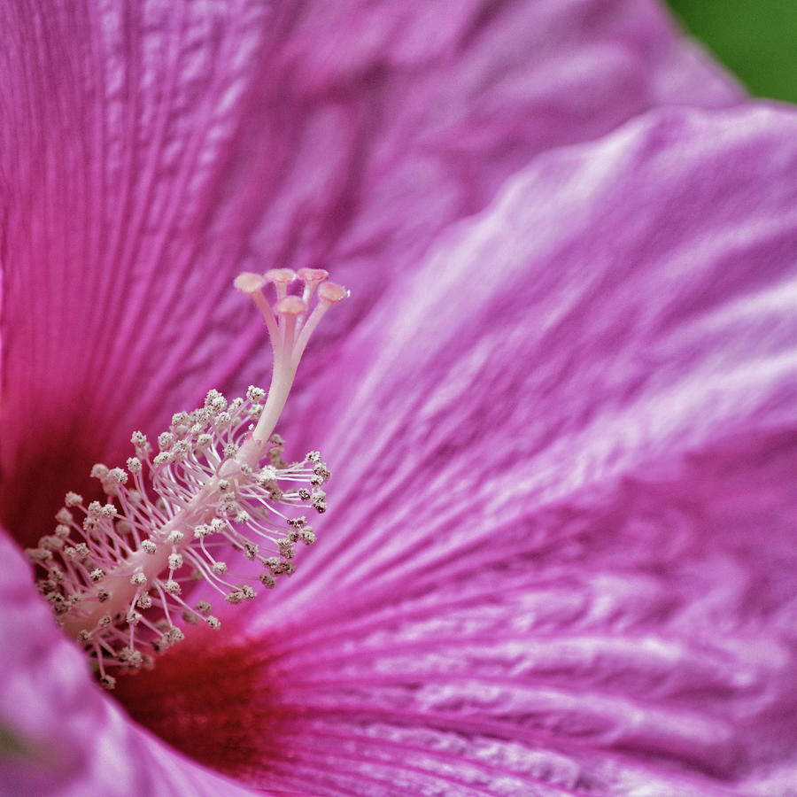 Inside the Hibiscus Photograph by Maria Keady | Fine Art America