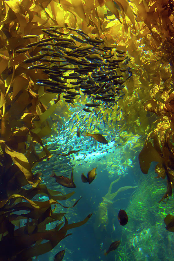 Inside The Kelp Forest Photograph by Bonnie Follett