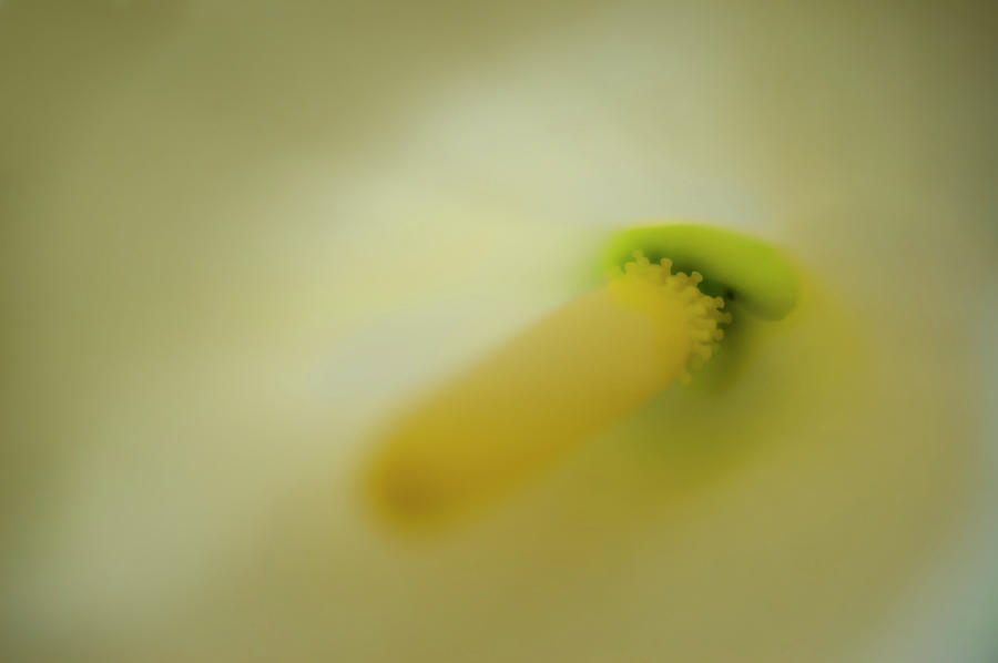 Inside the lily Photograph by Vicente Sargues