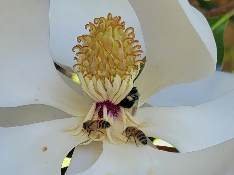 Inside The Magnolia Flower  Photograph by Donna Brown