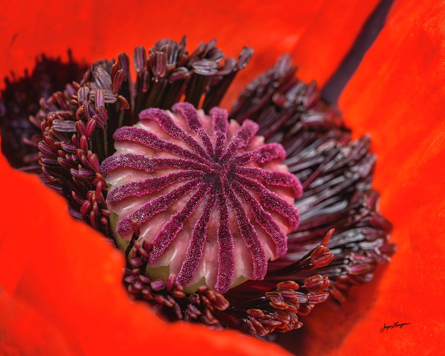Inside The Poppy Photograph by Jurgen Lorenzen