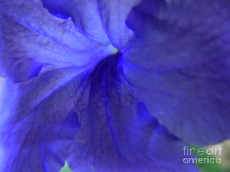 Inside The Purple Mexican Petunia Photograph by D Hackett