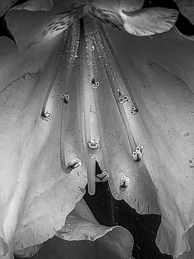 Inside The Rhododendron Photograph