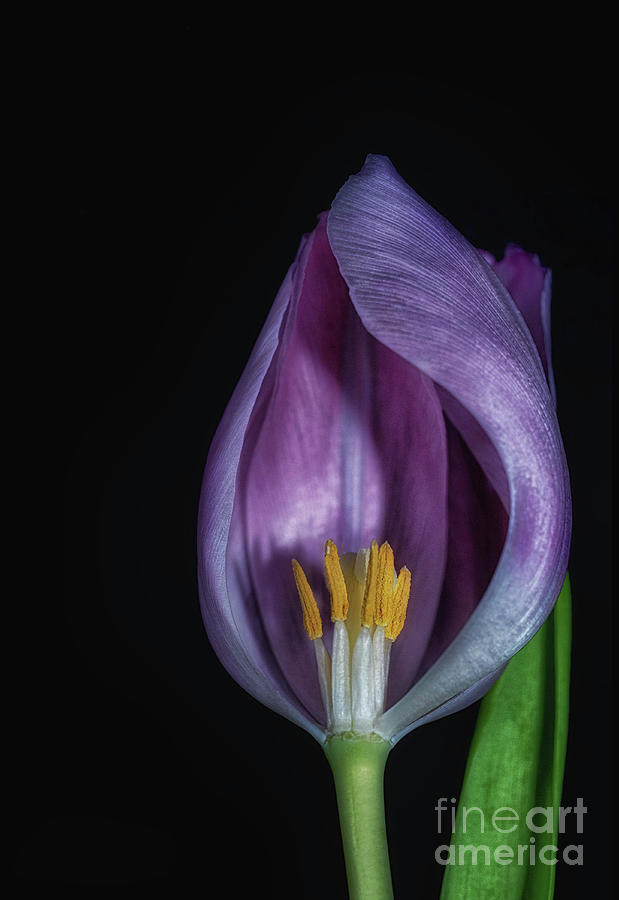 Inside The Tulip Photograph