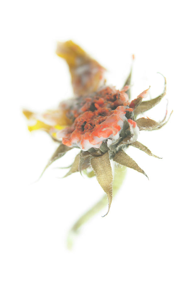Floral Mixed Media - Insider by Erin Thomas Floral Mixed Media - Insider by Erin Thomas