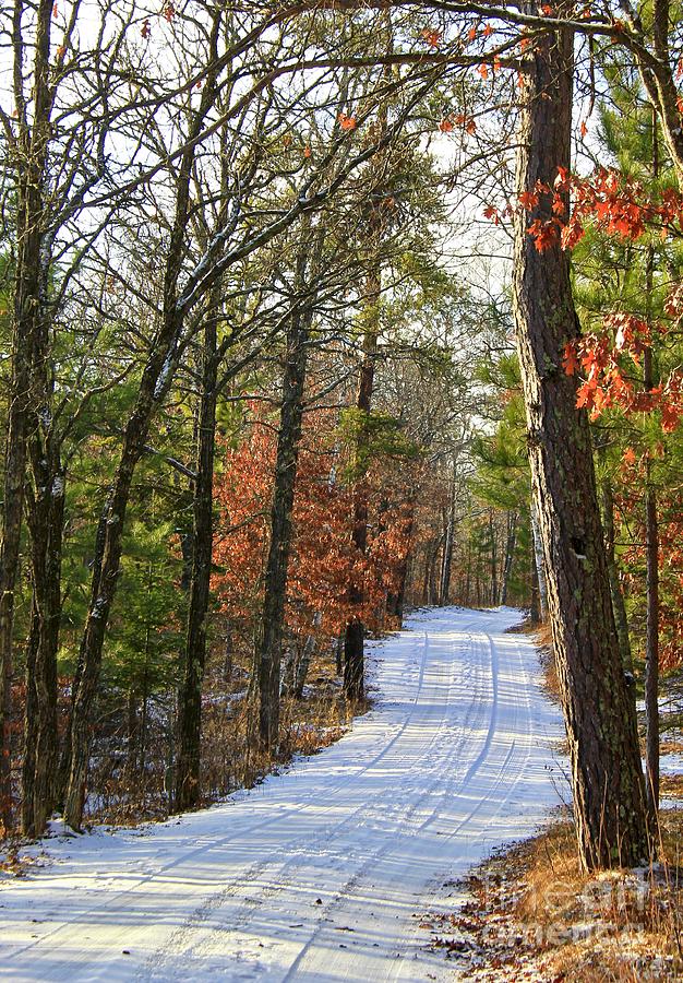 Inspirational Walk Through the Woods, Minnesota Photograph by Ann Brown