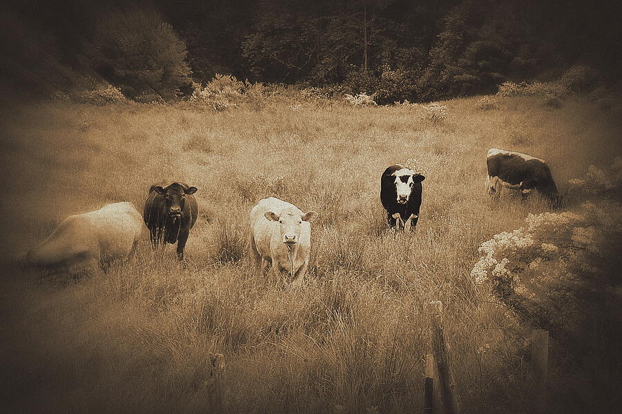 Cow Photograph - Inspired by Warren LaBaire Photography