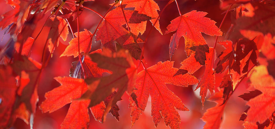 Intence Red-Orange Maple Leaves Photograph by Susan Stone