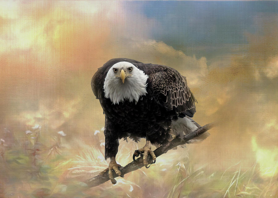Intense Eagle Stare Photograph by Patti Deters