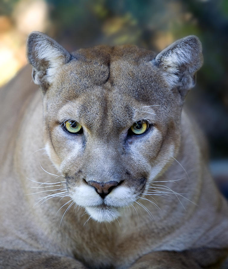 Intense Florida Panther Face with Piercing Eyes Close Up Photograph by DenGuy