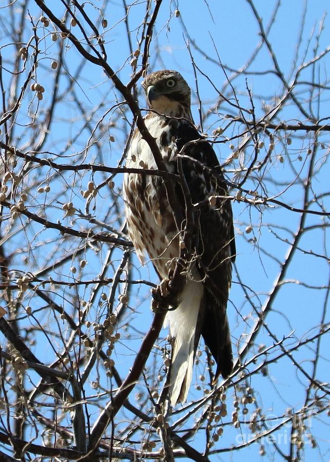 Intense Hawk in Tree Photograph by Carol Groenen
