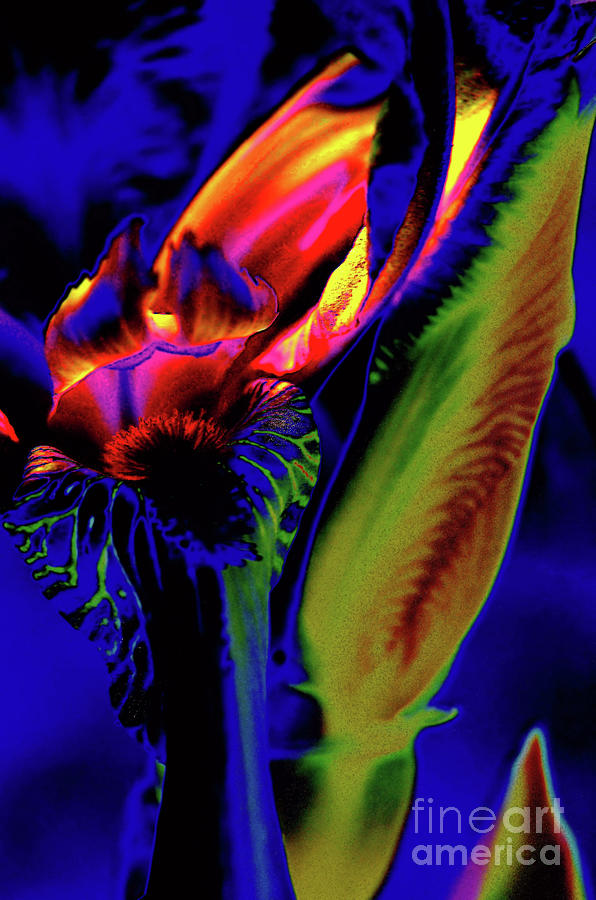 Intense Iris Photograph by Lauren Leigh Hunter Fine Art Photography