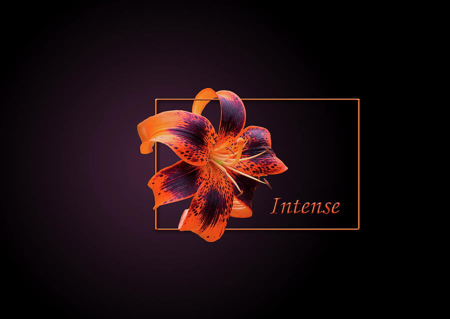 Intense Orange Lily Frame Photograph by Patti Deters