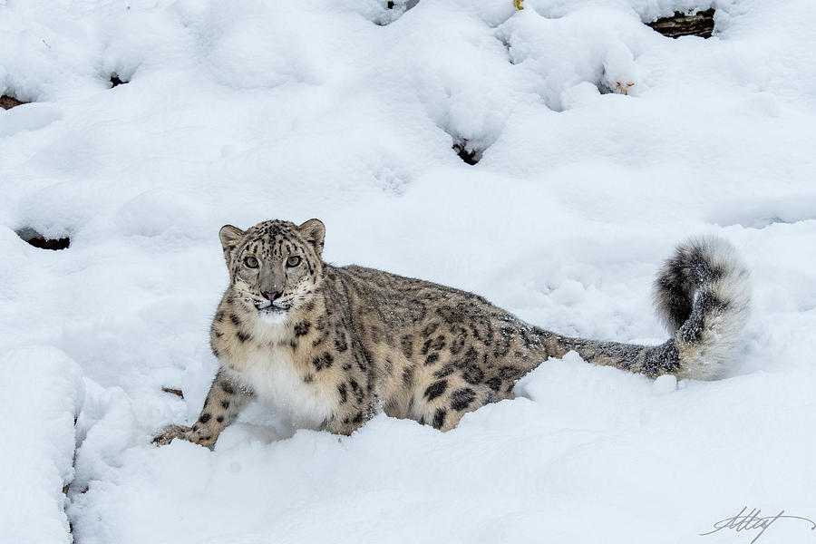 Intense Snow Leopard Photograph by Meg Leaf - Fine Art America