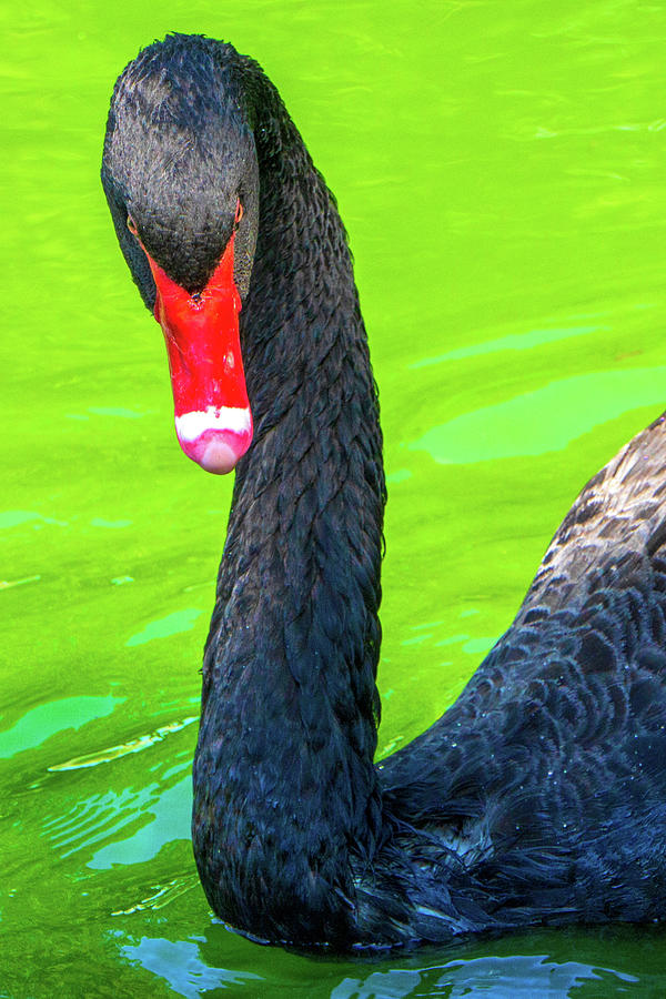 Intense Stare from a Black Swan Photograph by Jason Fink