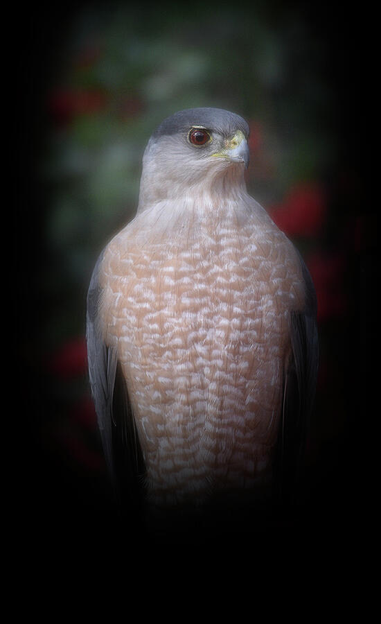 Intense Stare by Linda Brody Intense Stare by Linda Brody