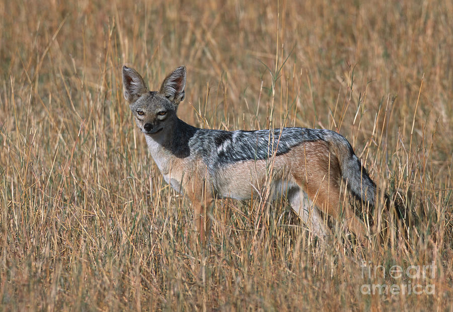Wildlife Photograph - Intensity - Kenya by Sandra Bronstein