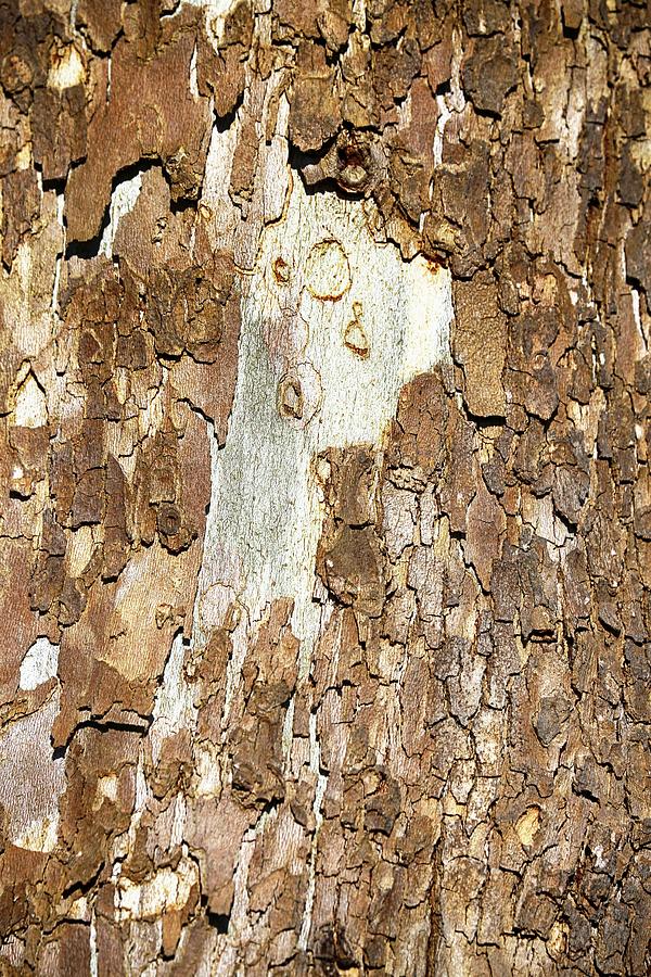 Interesting Tree Bark 1 022524 Photograph by Mary Bedy