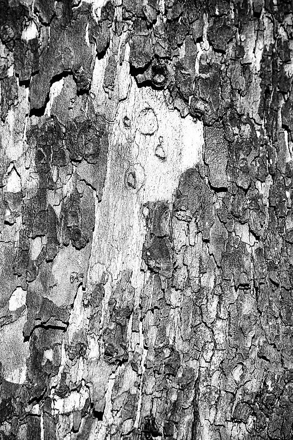 Interesting Tree Bark 1 BW 022524 Photograph by Mary Bedy