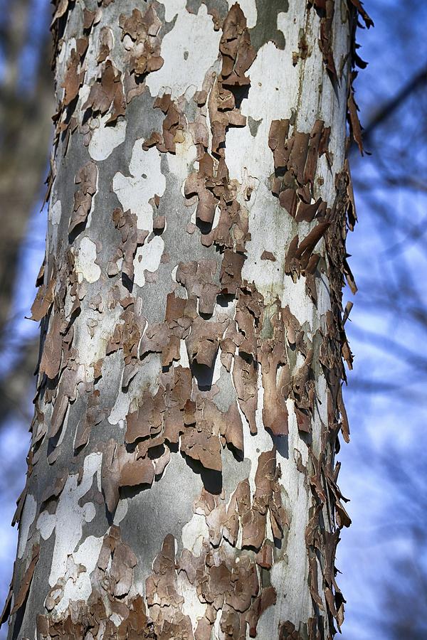Interesting Tree Bark 2 022524 Photograph by Mary Bedy