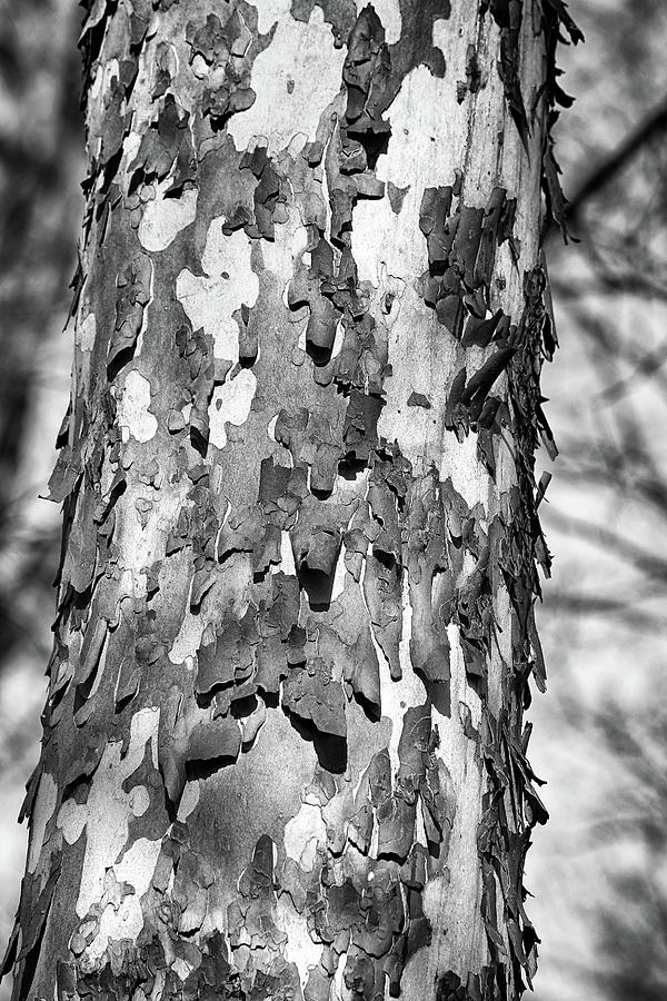 Interesting Tree Bark 2 BW 022524 Photograph by Mary Bedy