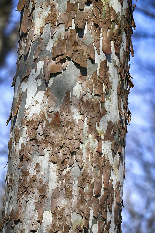 Interesting Tree Bark 3 022524 Photograph by Mary Bedy
