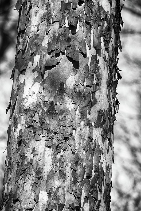 Interesting Tree Bark 3 BW 022524 Photograph by Mary Bedy
