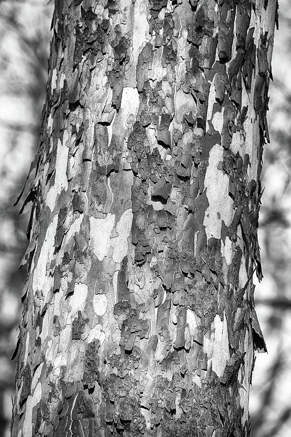 Interesting Tree Bark 4 BW 022524 Photograph by Mary Bedy
