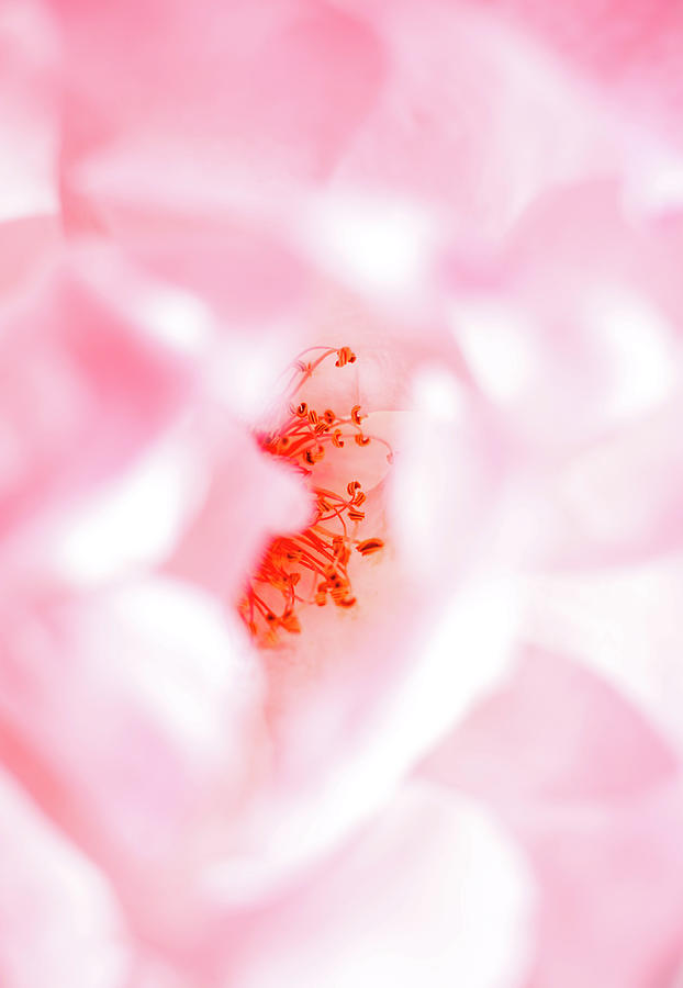 Interior of a Pink Rose at the Park - May 2023 Photograph by Joseph A Langley