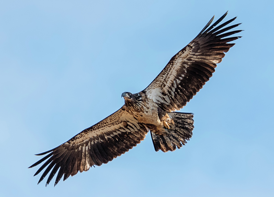 Intermediate Eagle Photograph by Loree Johnson