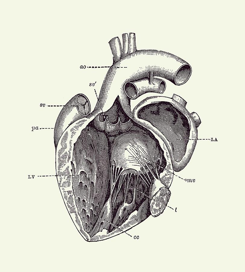 Internal Human Heart Diagram - Anatomy Poster 2 Drawing by Vintage Anatomy Prints