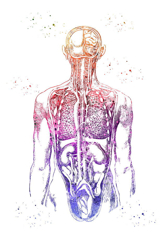 Internal Organs and Circulatory System Digital Art by Erzebet S - Fine ...