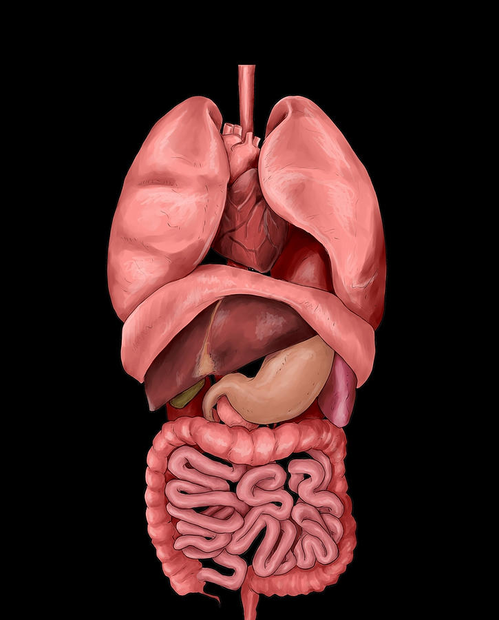 Internal Organs Graphic 1 Painting by Clark Allen | Pixels