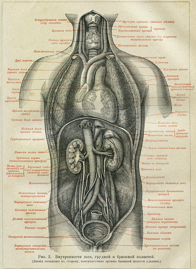 Internal organs of a human Drawing by Igor Golovnov | Fine Art America