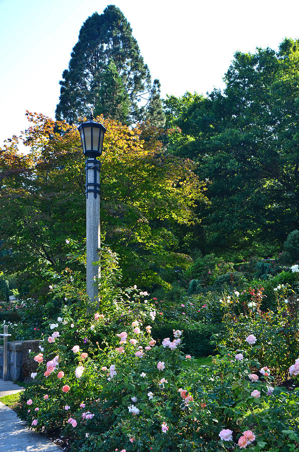 International Rose Test Garden, Portland, Oregon-1 Photograph by Alex Vishnevsky