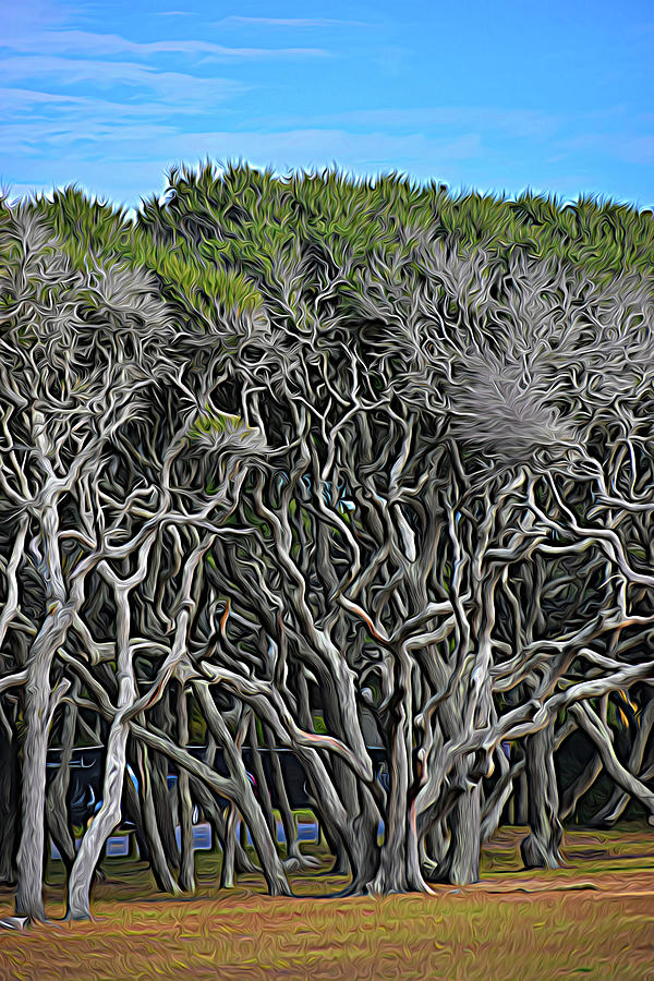 Intertwined Beach Trees Photograph by Roberta Byram