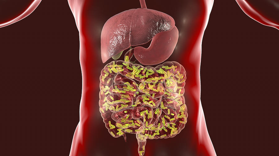 Intestinal microbiome, medical concept Photograph by Dr_Microbe
