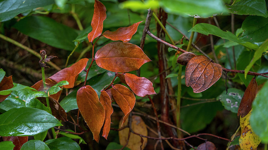 Intimate Leaves Photograph by Bill Posner