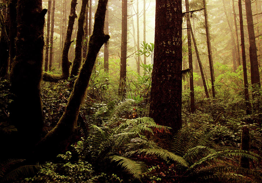 Intimate Look At A Coastal Redwood Forest Photograph by Walter Fahmy