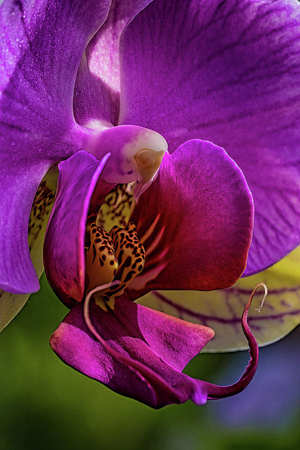 Intimate Orchid Photograph by Chris Lord Intimate Orchid Photograph by Chris Lord
