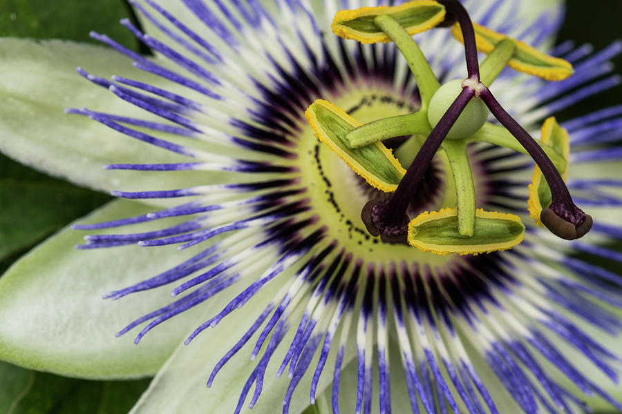 Intimate Passion Flower Photograph by Robert Potts