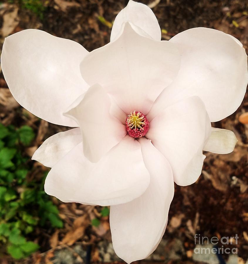 Easter Photograph - Intimate Portrait Of A Magnolia by Poets Eye