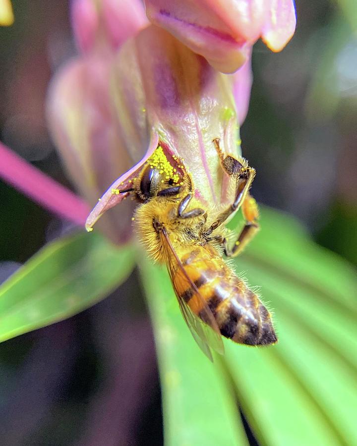 Intimate Portraits Of Bees No. 8 Photograph by Jane Skvarka